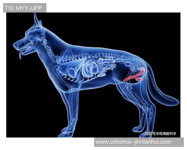 马根VS对手的精彩对决揭示了竞技体育中的策略与团队合作的重要性 马根VS对手的精彩对决揭示了竞技体育中的策略与团队合作的重要性
